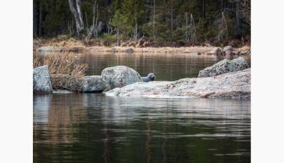Norppa, 13.5.2024, kuva Hanne Kosonen/Suomen luonnonsuojeluliitto