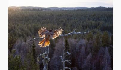 Hannu Siitonen, Kuukkelin metsä, valokuva