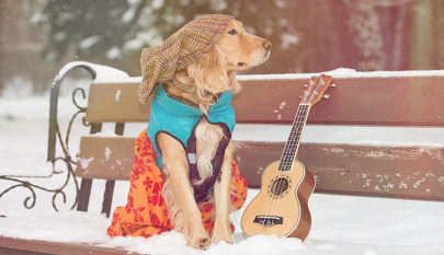 Koira ja kitara puiston penkillä