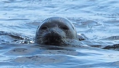 Saimaannorppa uimassa