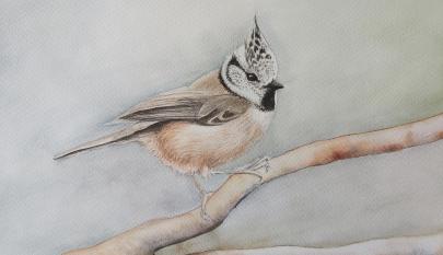 Anni Hiltunen, Töyhtötiainen, 2025, akvarelli