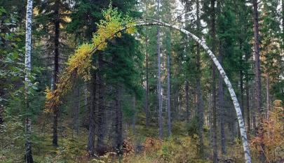 Metsän puita.