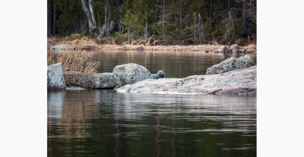 Norppa, 13.5.2024, kuva Hanne Kosonen/Suomen luonnonsuojeluliitto