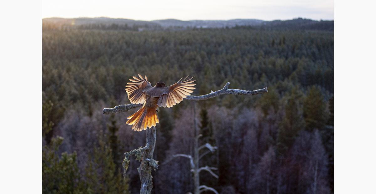 Hannu Siitonen, Kuukkelin metsä, valokuva