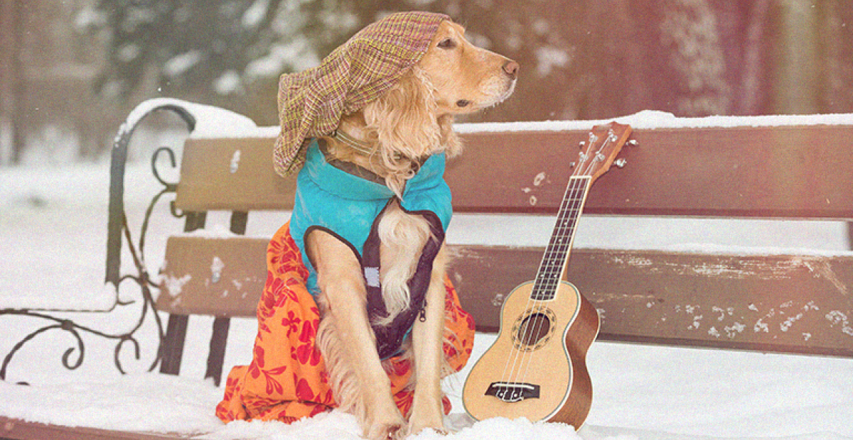 Koira ja kitara puiston penkillä