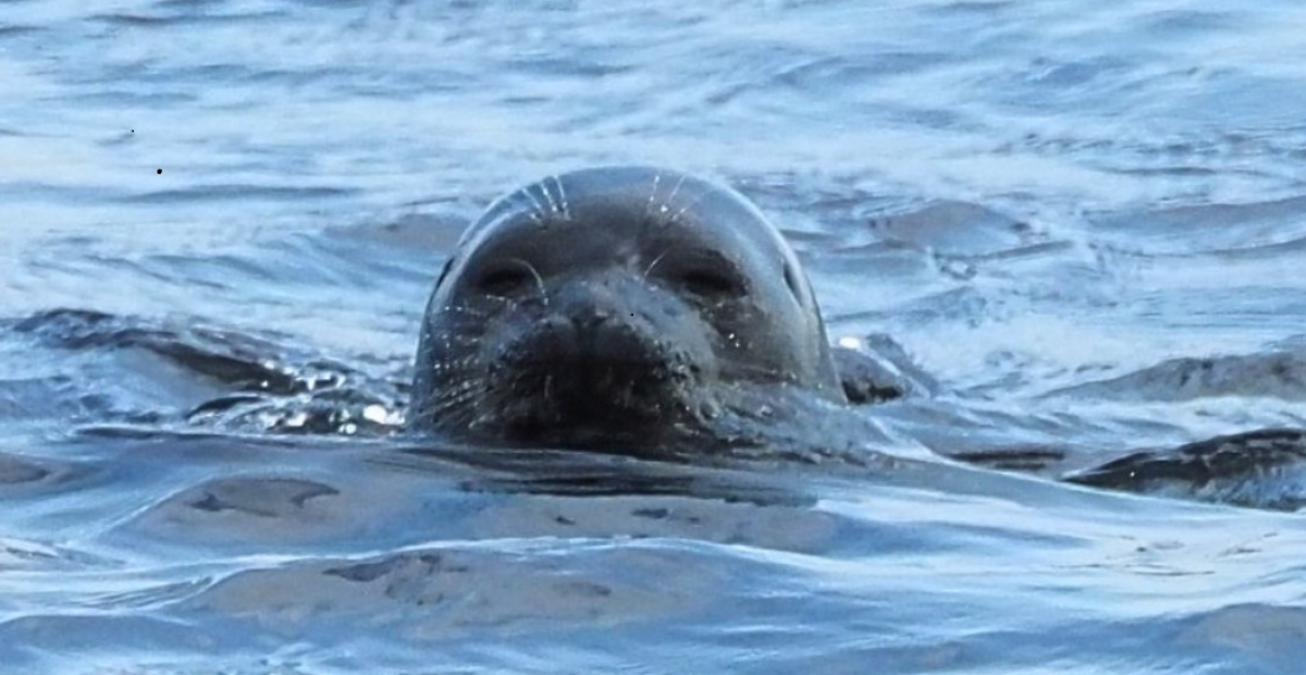 Saimaannorppa uimassa