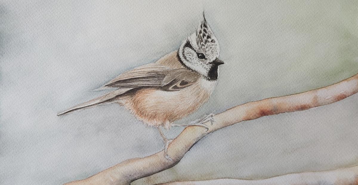 Anni Hiltunen, Töyhtötiainen, 2025, akvarelli