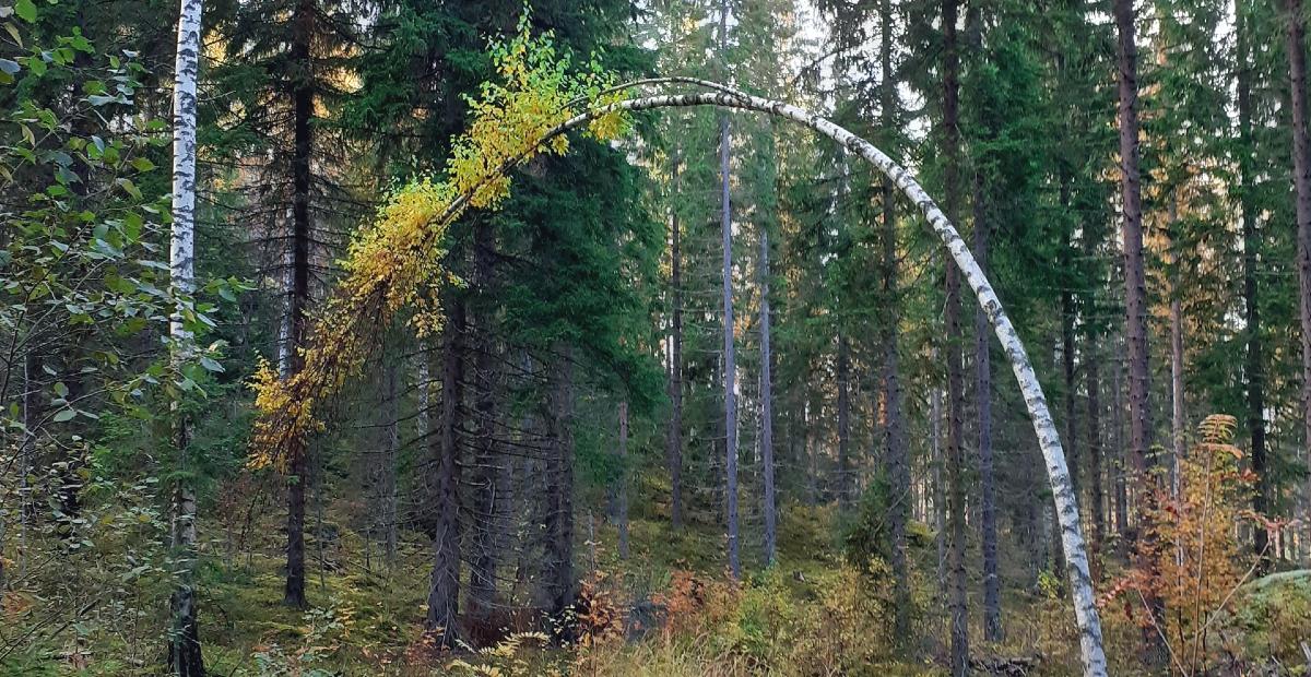 Metsän puita.